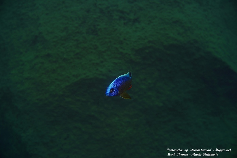 Protomelas sp. 'steveni taiwan' Higga Reef